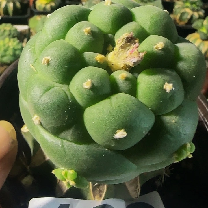 大尤仙189仙人球开花