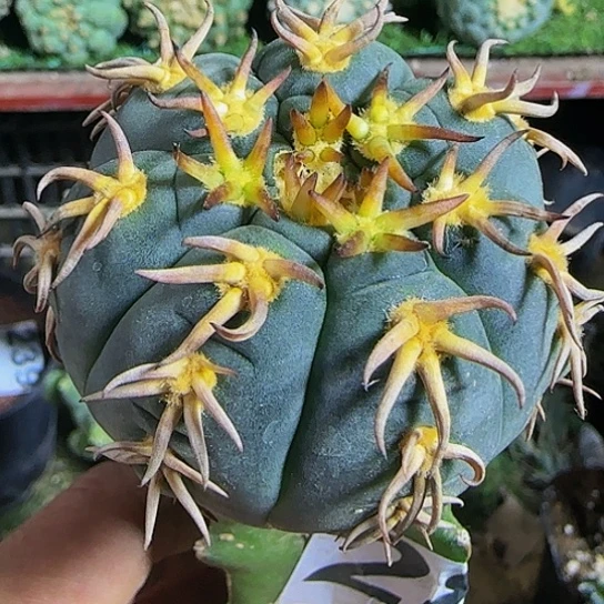 猫爪282仙人球开花