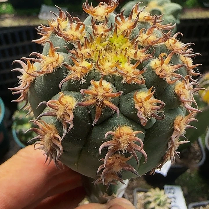 猫爪680仙人球开花