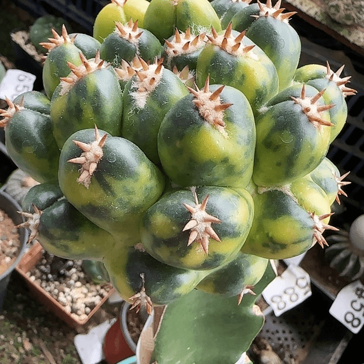 花锦短豪刺象牙锦375