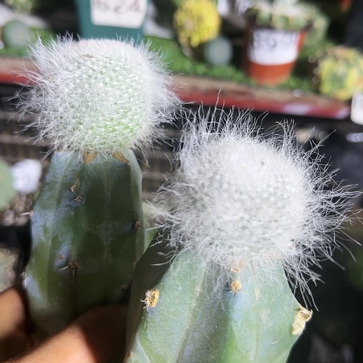 两个长毛雪缘渔翁088