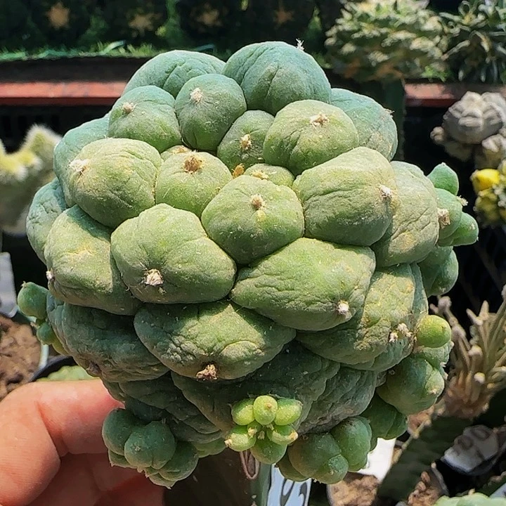 皱尤仙782仙人球开花