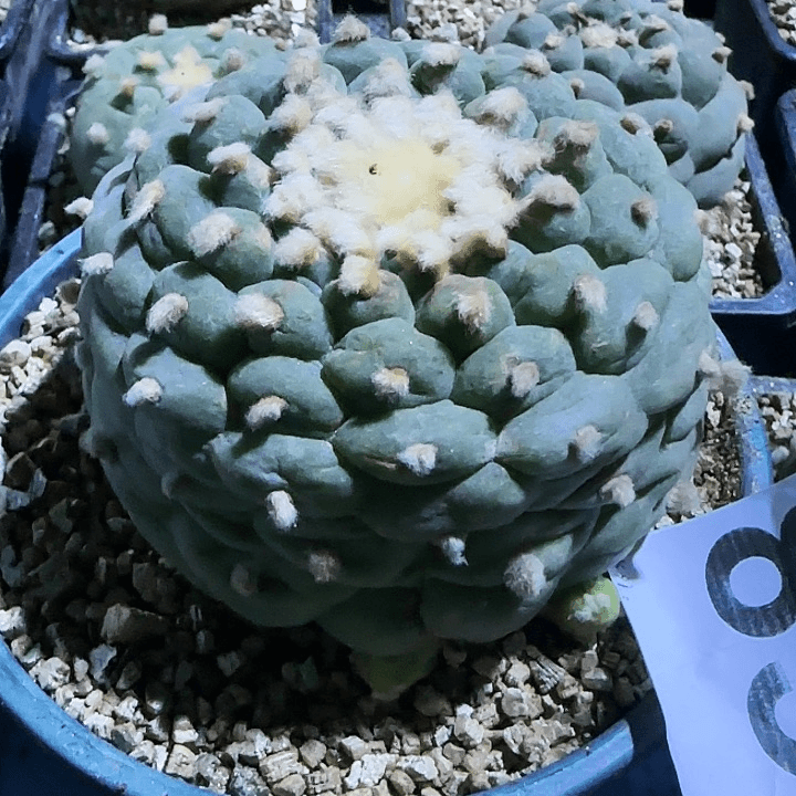 佛头834落地有根