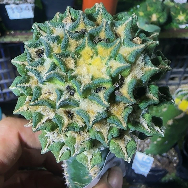 黑牡丹934仙人球开花