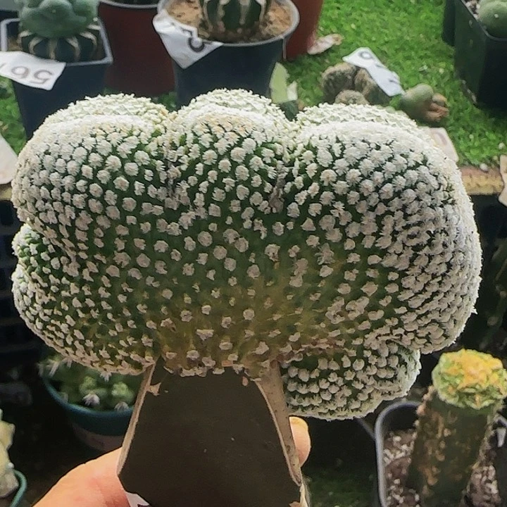 蔷薇丸缀化562仙人球