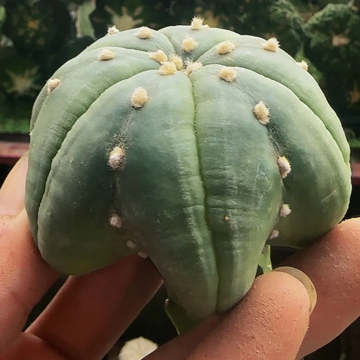 长腿琉璃海星兜584