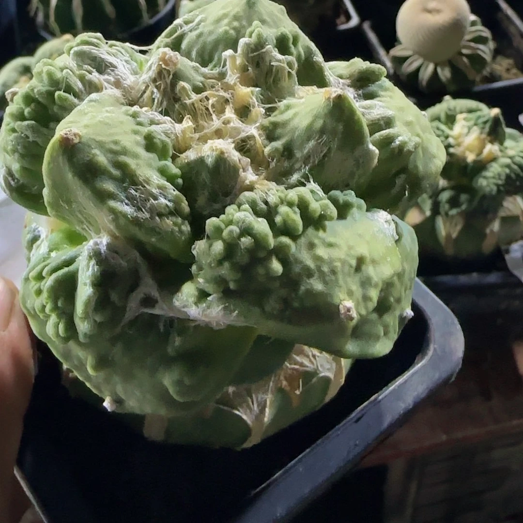 大尤怒涛953仙人球