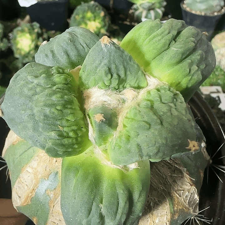 怒涛般131仙人球开花了