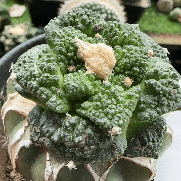 哥斯拉874仙人球开花