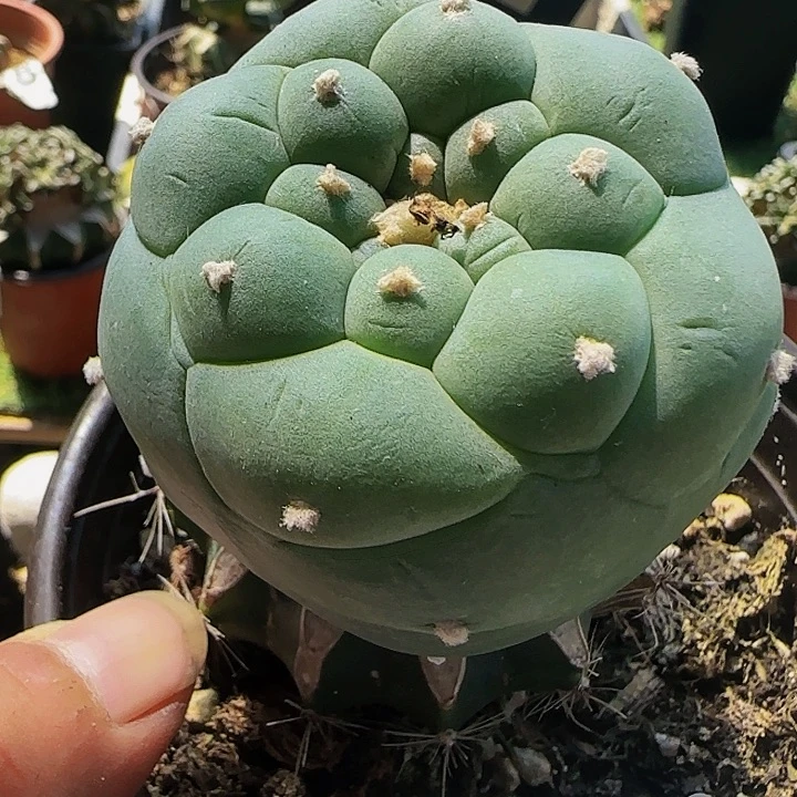 白肌大尤955仙人球开花