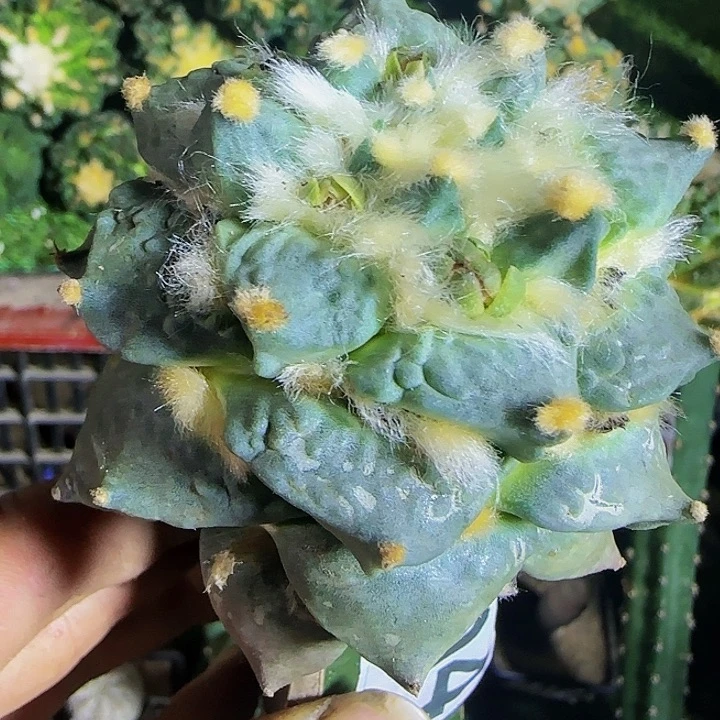 怒涛764仙人球开花