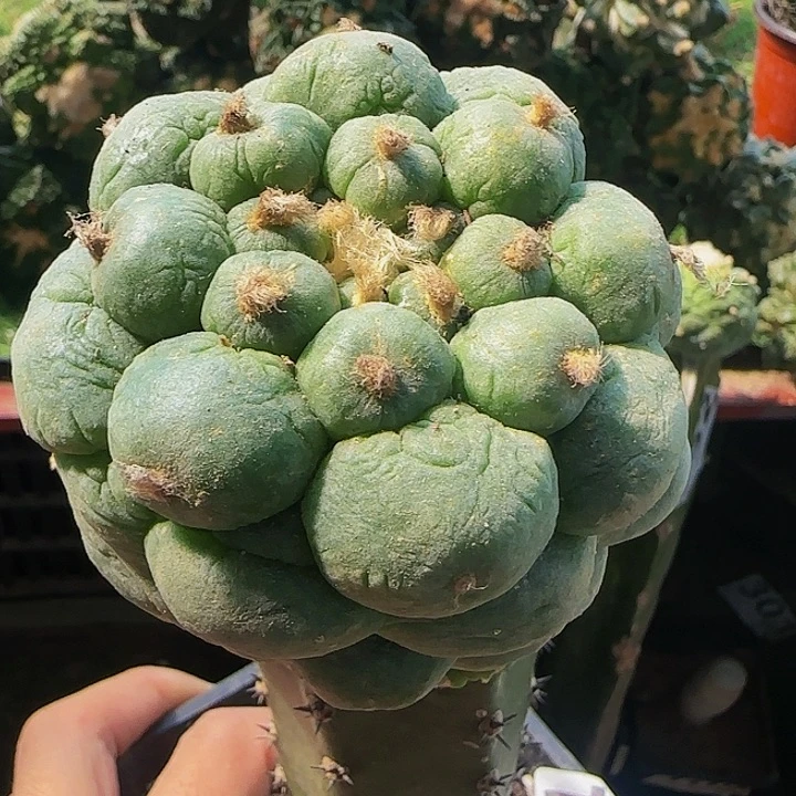 大尤仙744仙人球开花啦