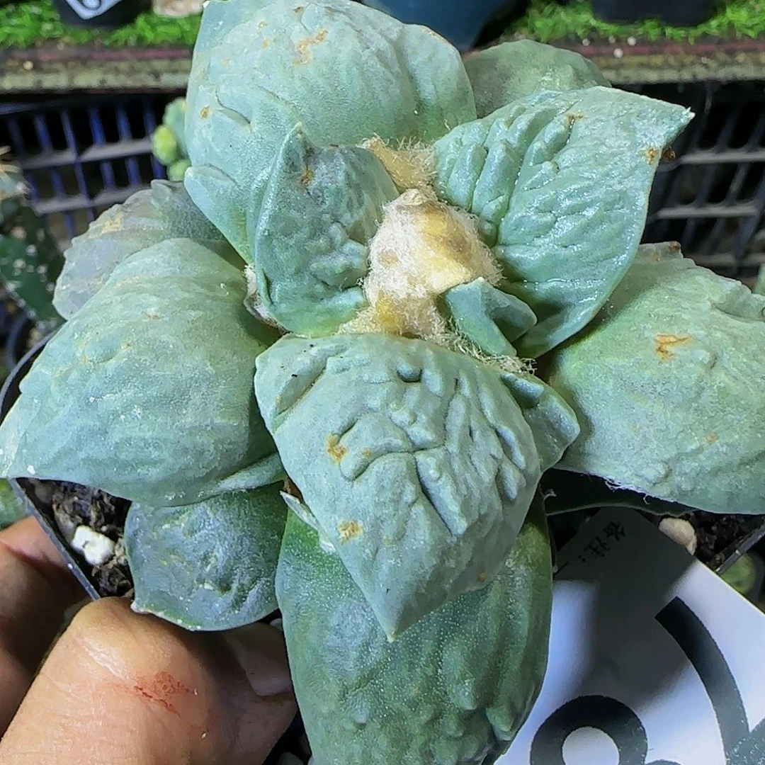 怒涛784仙人球开花