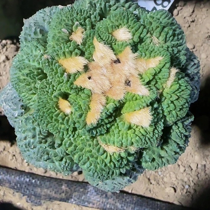 龟甲849仙人球开花