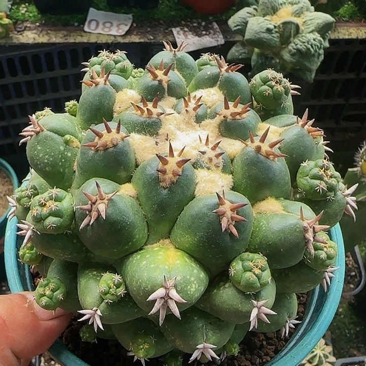 大尤短豪刺象牙047