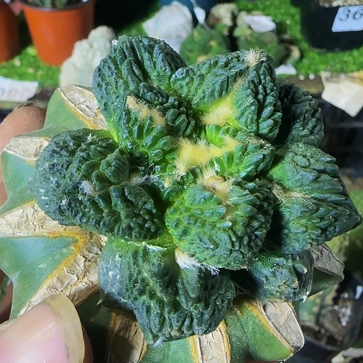 龟甲370仙人球开花