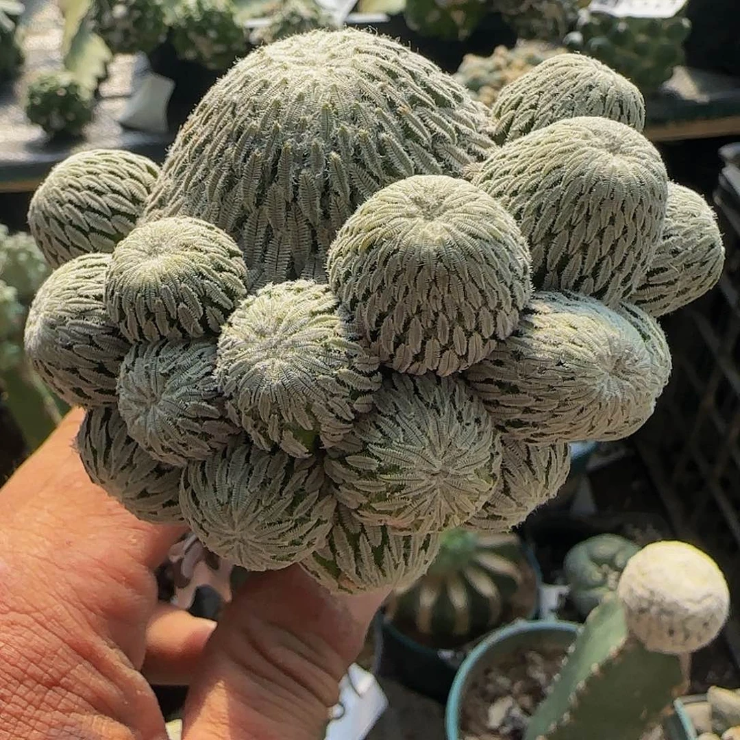 精巧丸群头780仙人球