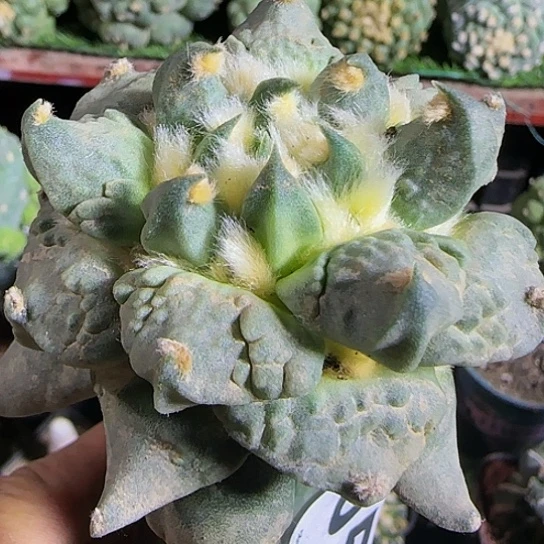 龙牙怒涛056仙人球