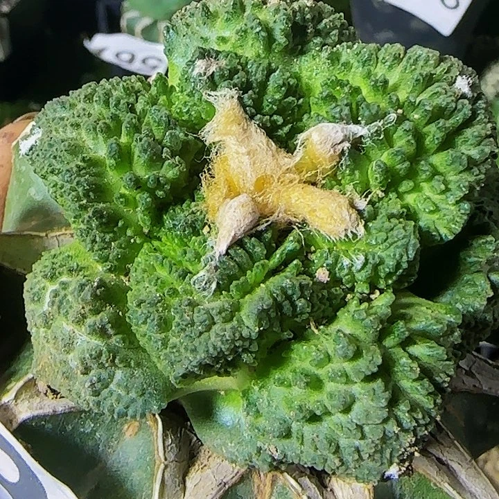 哥斯拉333仙人球