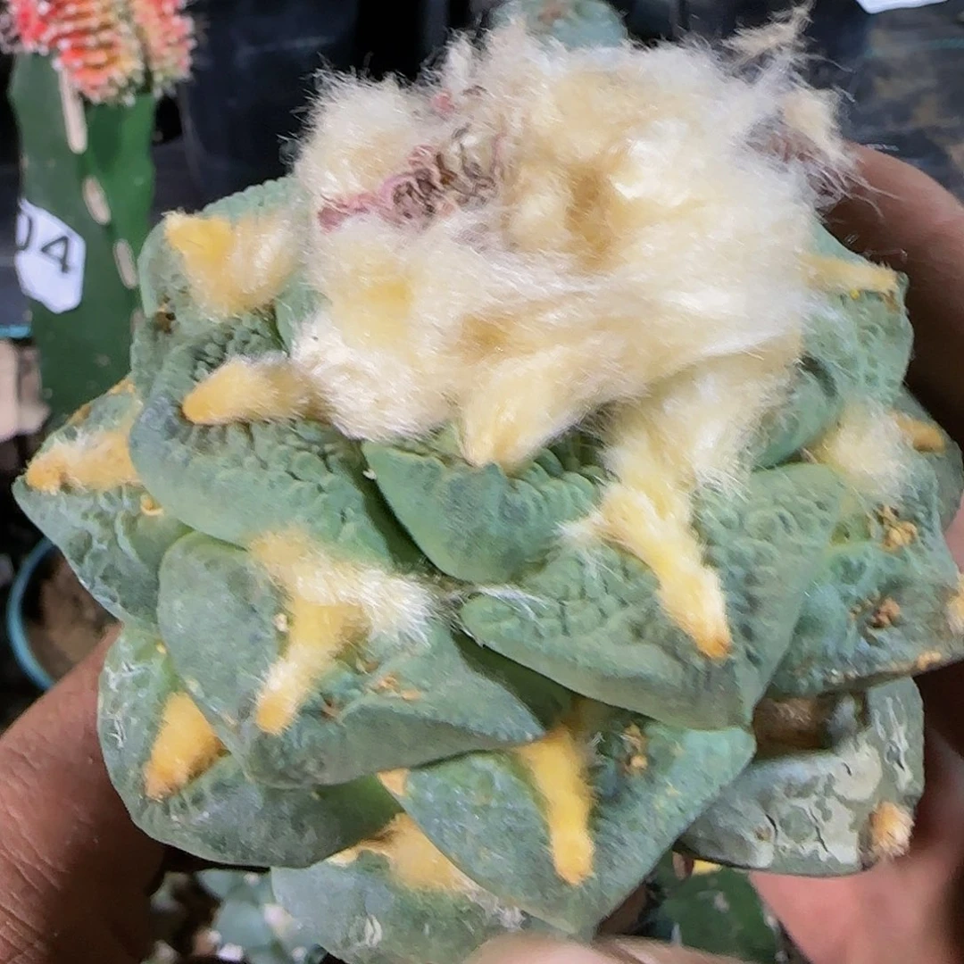 龟甲连山450仙人球开花