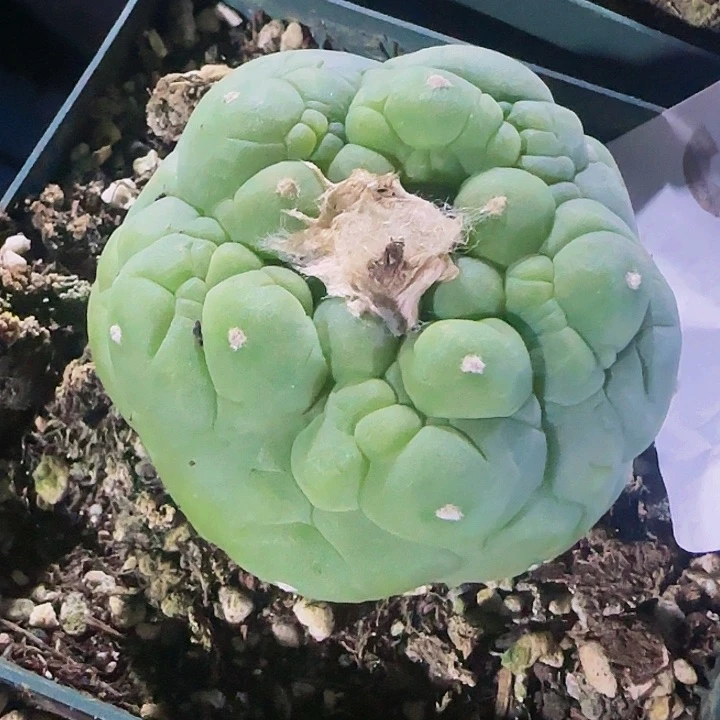 y****y大尤仙940仙人球开花