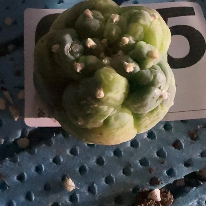桃****3仙锦005仙人球开花了