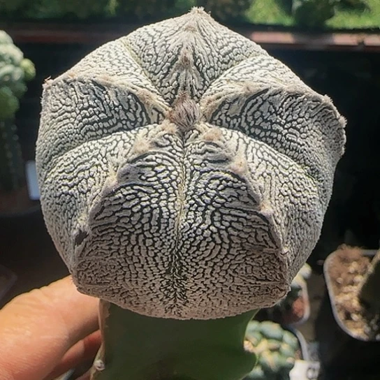 恩冢269仙人球开花