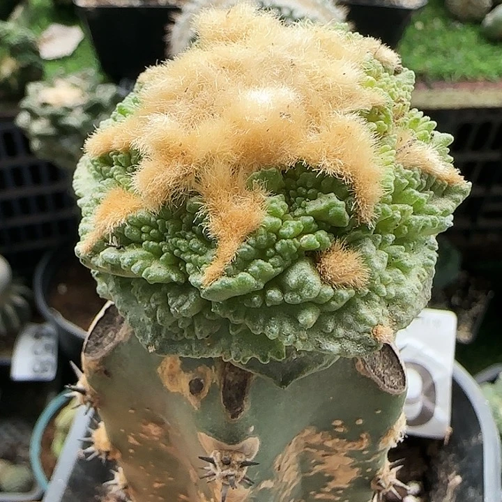 金毛龟甲690仙人球开花