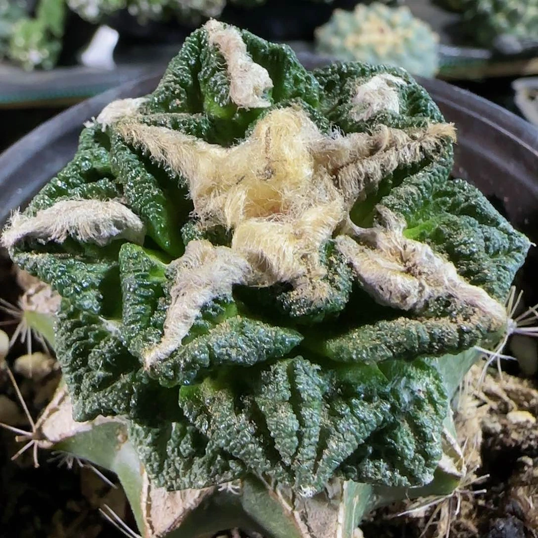 辛顿634仙人球开花