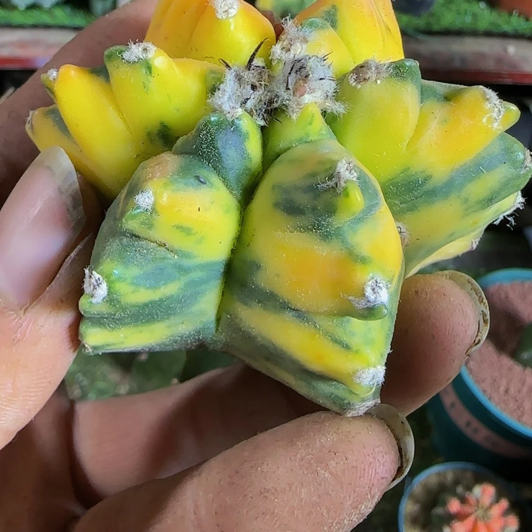 龟甲鸾锦408仙人球