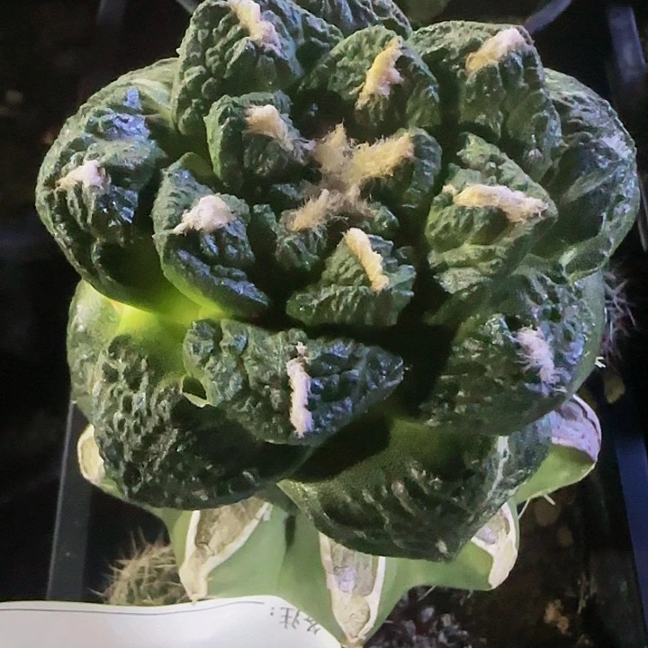 龟甲连山022仙人球