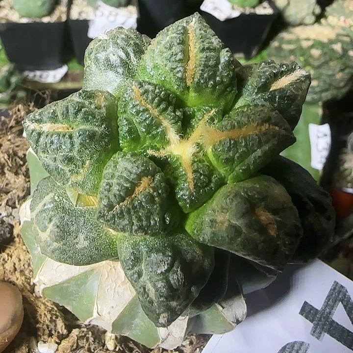 龟甲436仙人球开花