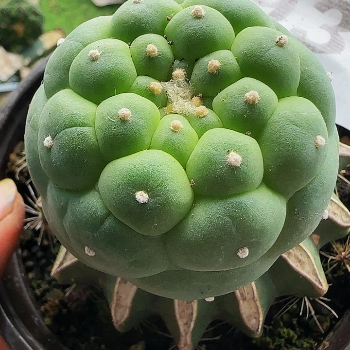 佛头930仙人球开花