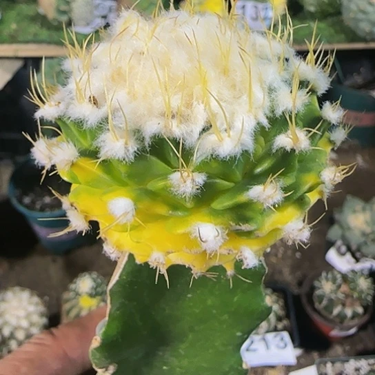 帝冠锦131仙人球开花