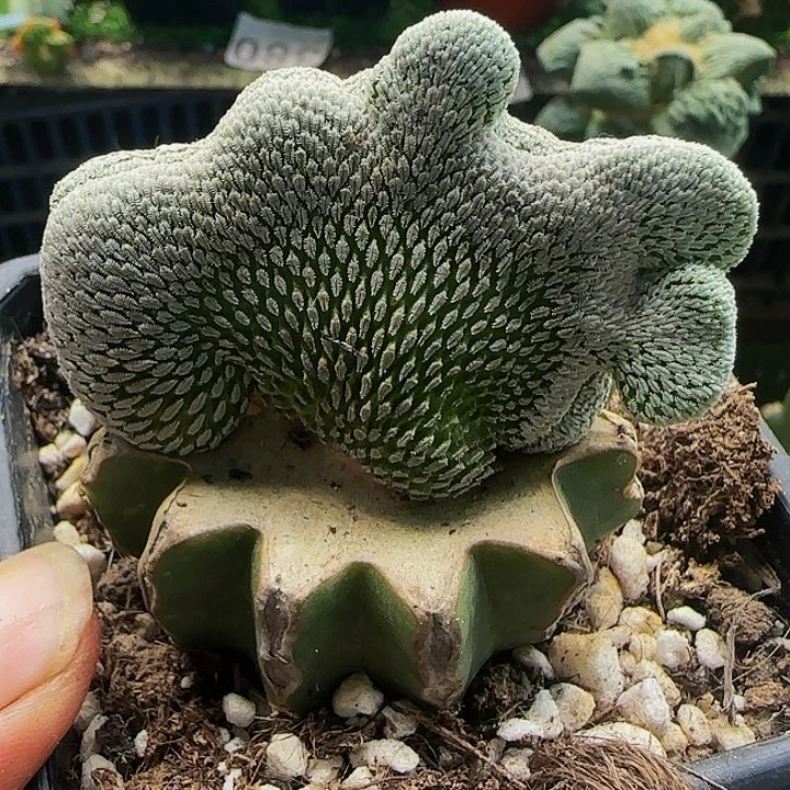 精巧丸缀化839仙人球