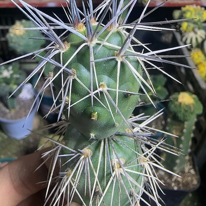 奶奶灰309仙人球