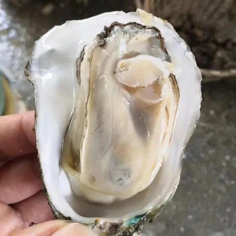 【精选生蚝】 新鲜水产 整箱带箱5斤左右 仅限太原六城区购买