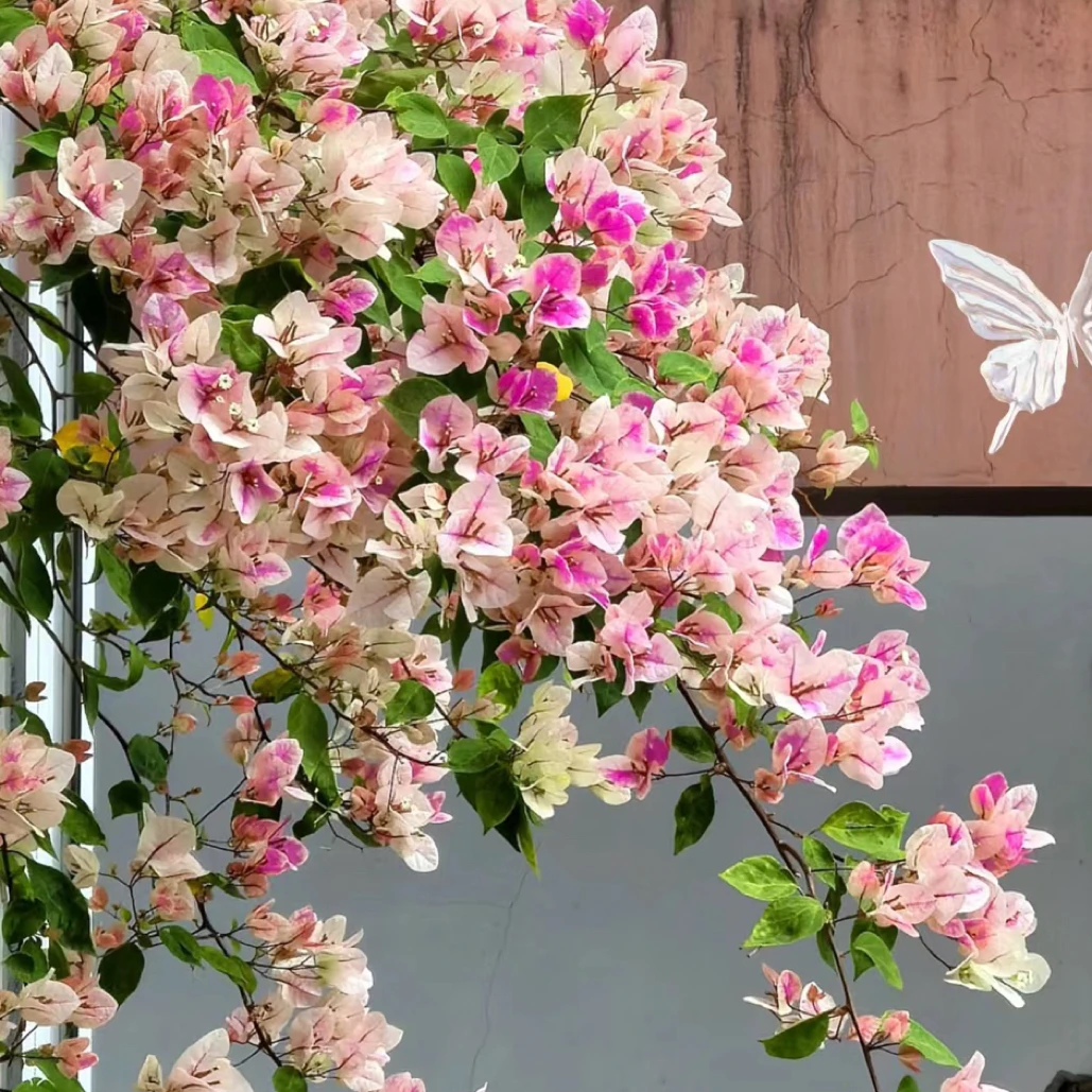 漳红樱三角梅百变花蝴蝶勤花四季开花阳台庭院绿植