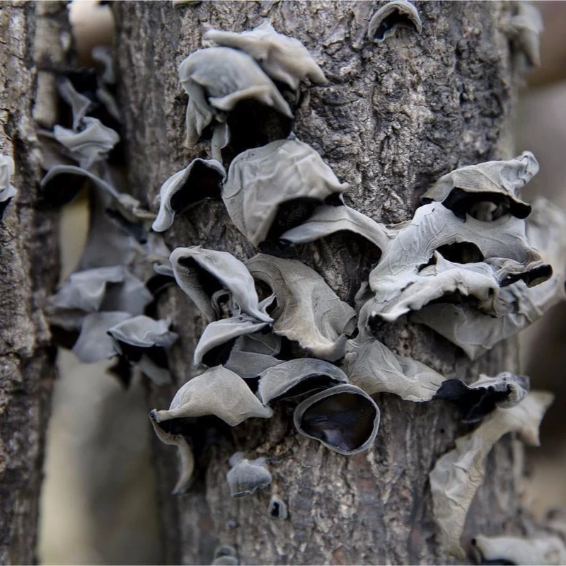 【青杠木耳】农家自种自晒      半斤，1斤包邮