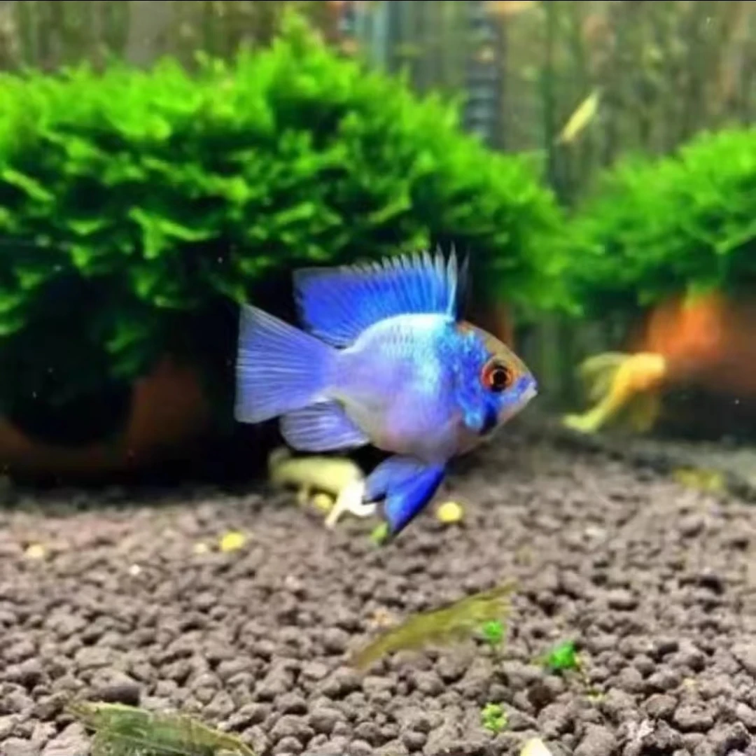 【鱼多多】蓝波子鱼热带观赏鱼【4~5cm】