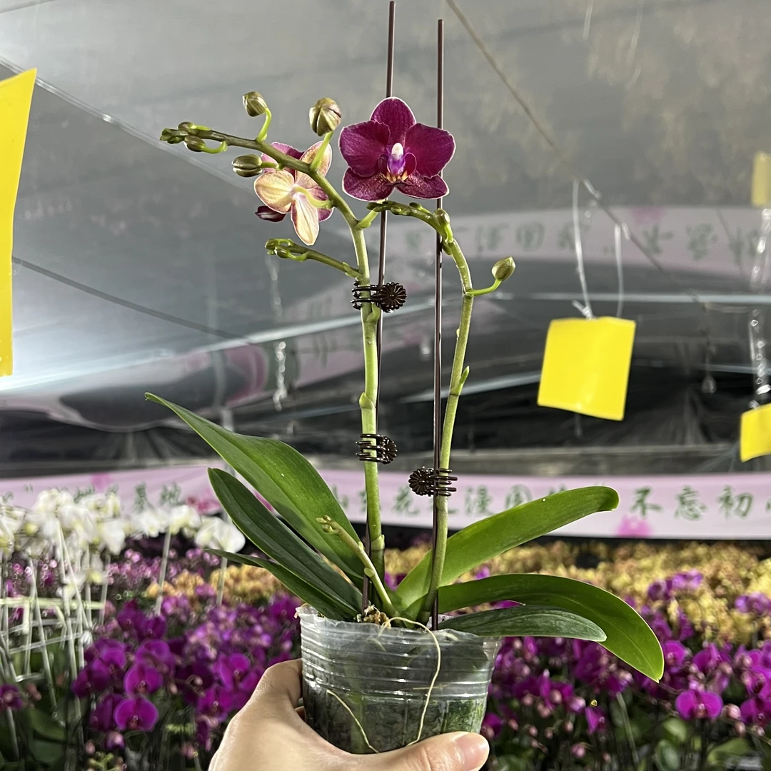 【甜心公主】双剑两颗2.8寸杯蝴蝶兰花卉盆栽高档耐放