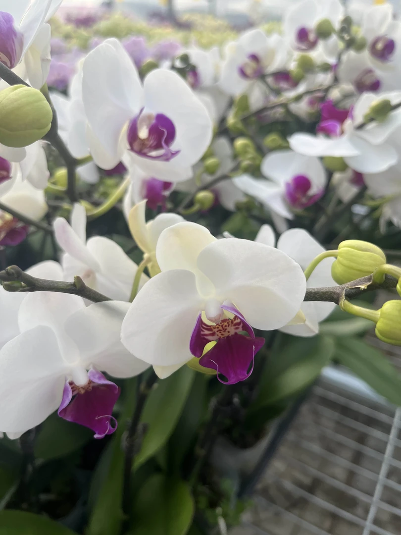 【雪玉】双剑带盆3.0寸杯 蝴蝶兰桌面观花四季开花盆栽