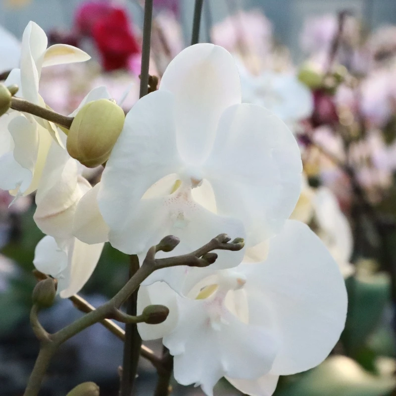 【曼塔吉利】安祖原杯蝴蝶兰花卉观花四季开花盆栽种植