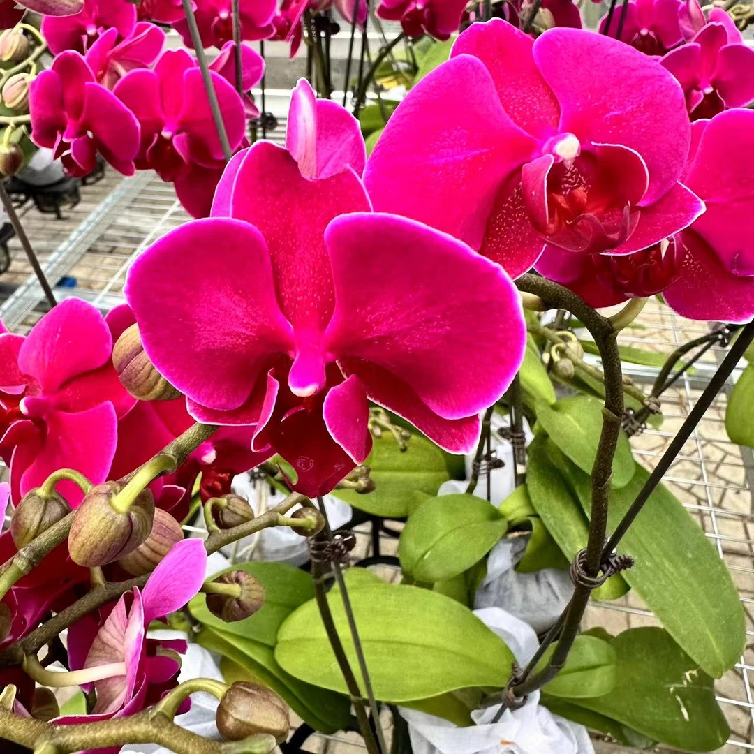 【布隆方丹】单剑安祖原杯蝴蝶兰花卉室内观花四季开花盆栽种植