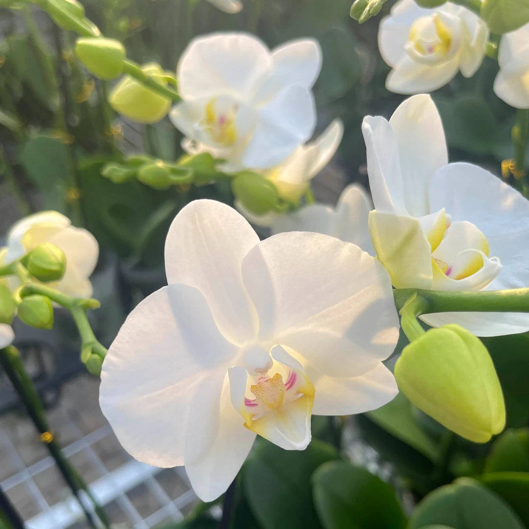 【阿玛】3.0寸蝴蝶兰花卉室内阳台桌面观花四季开花盆栽种植发货