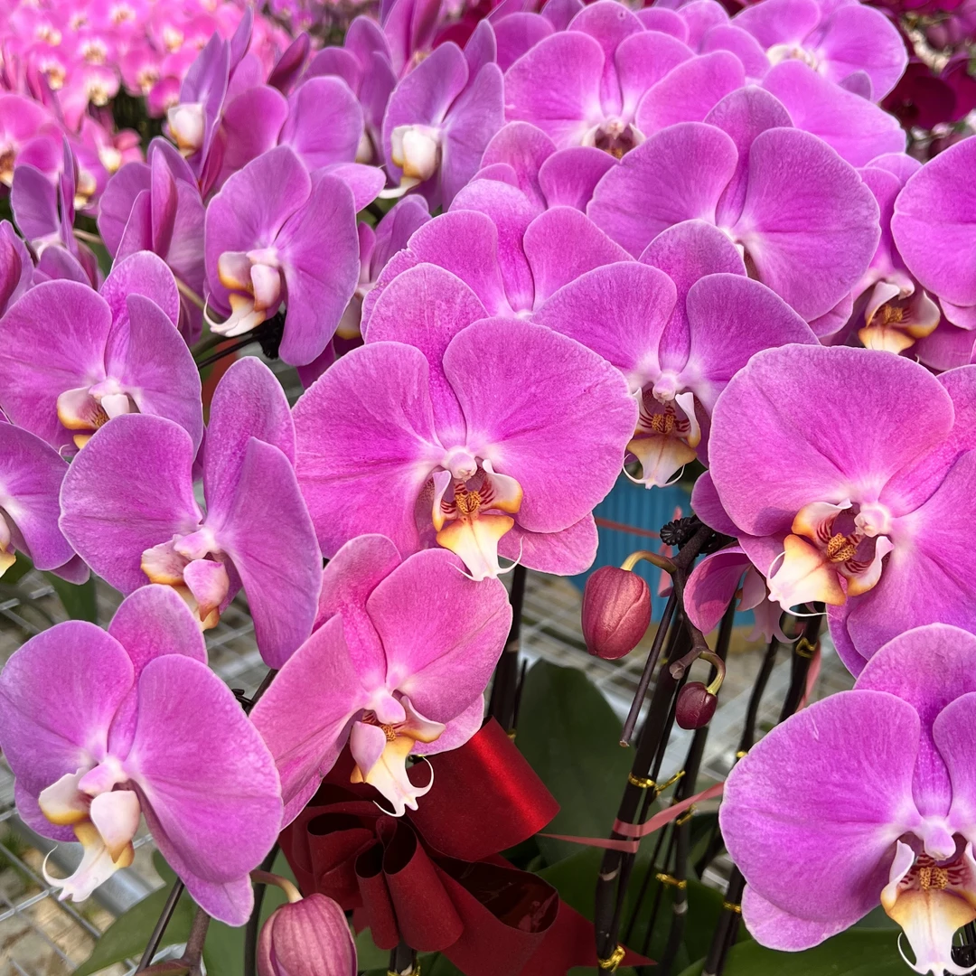 【粉宝图】十颗组盆蝴蝶兰花卉室内阳台桌面观花四季开花