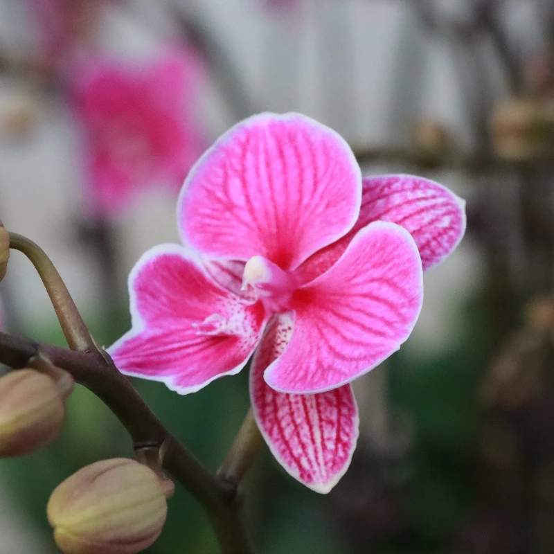 【红豆】花之漫蝴蝶兰花卉室内阳台桌面观花四季开花盆栽