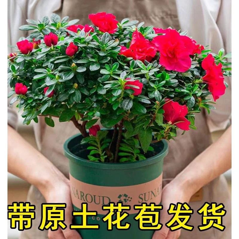 【带花苞原土】杜鹃花苗盆栽花卉植物室内外客厅阳台绿色植物盆景