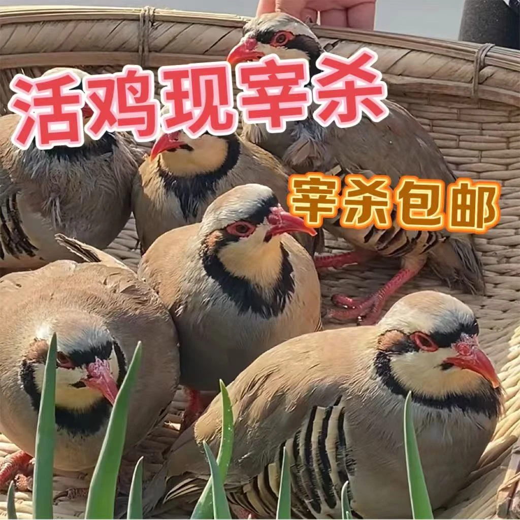 粉丝福利  4只现宰现杀呱呱鸡 咕咕鸡 4只净重2斤左右