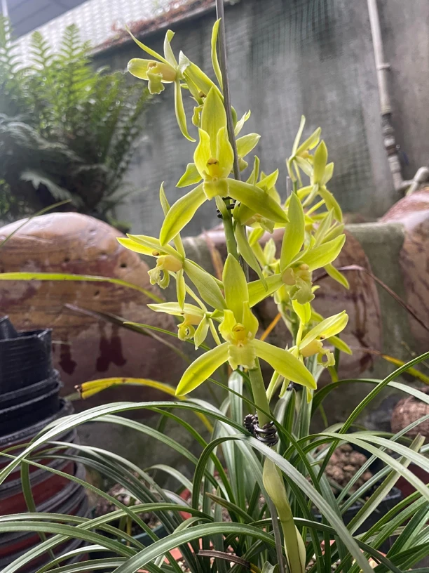 静雅国兰蕙兰翠绿同色素花色彩鲜艳花香怡人